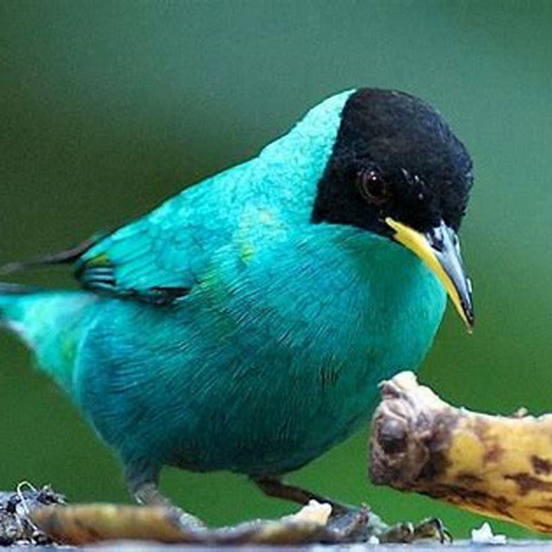 Is there a bird called a teal?