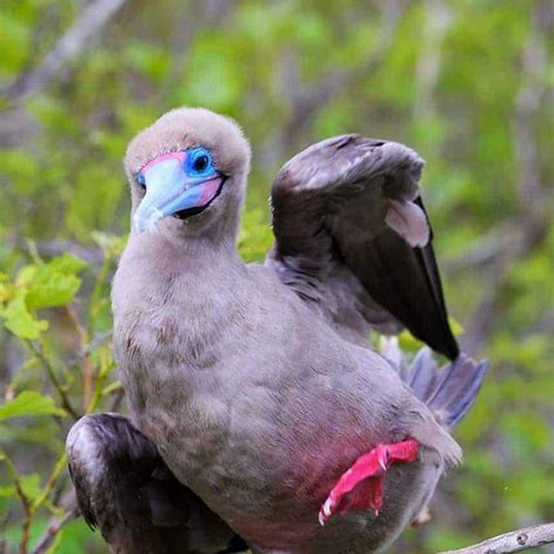 Is there a red-footed booby?
