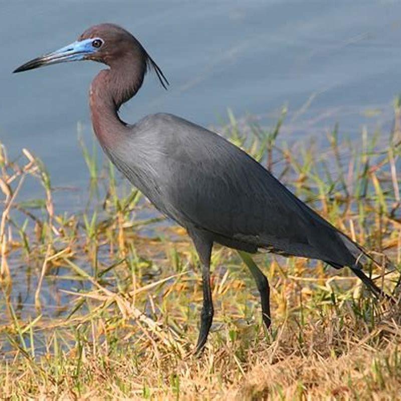 Is there a small blue heron?