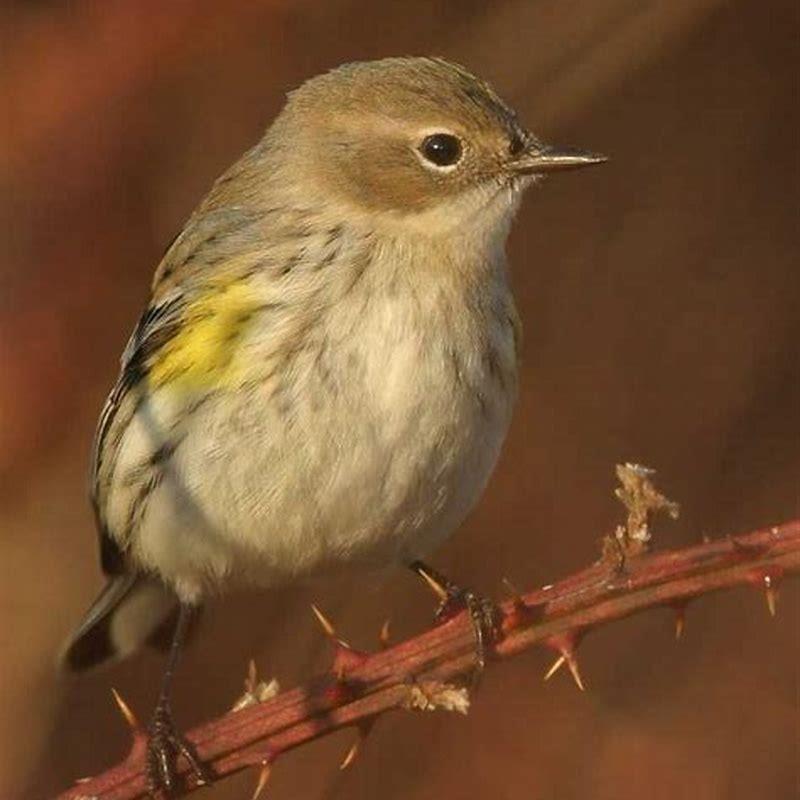 Is Yellow Warbler a carnivore?
