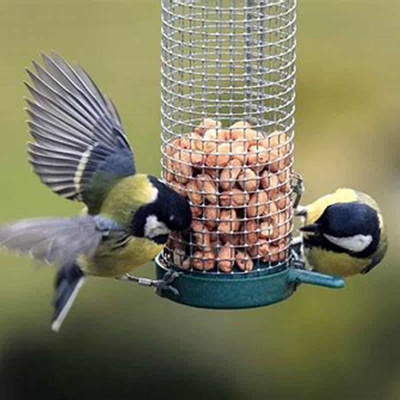 Should you feed peanuts to birds? - DIY Seattle