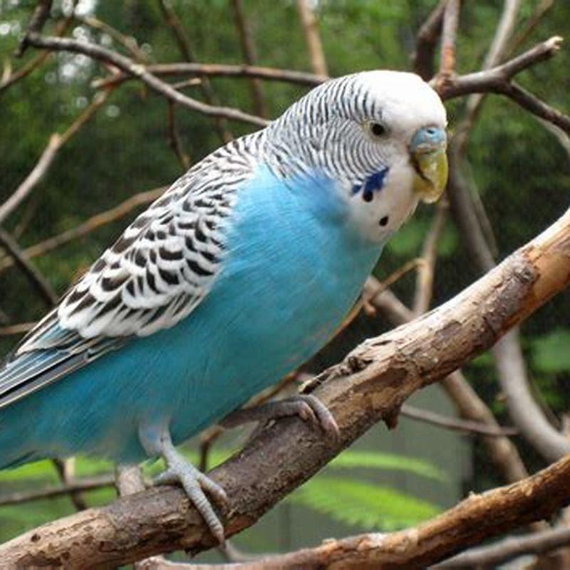 What animal is a budgie? - DIY Seattle