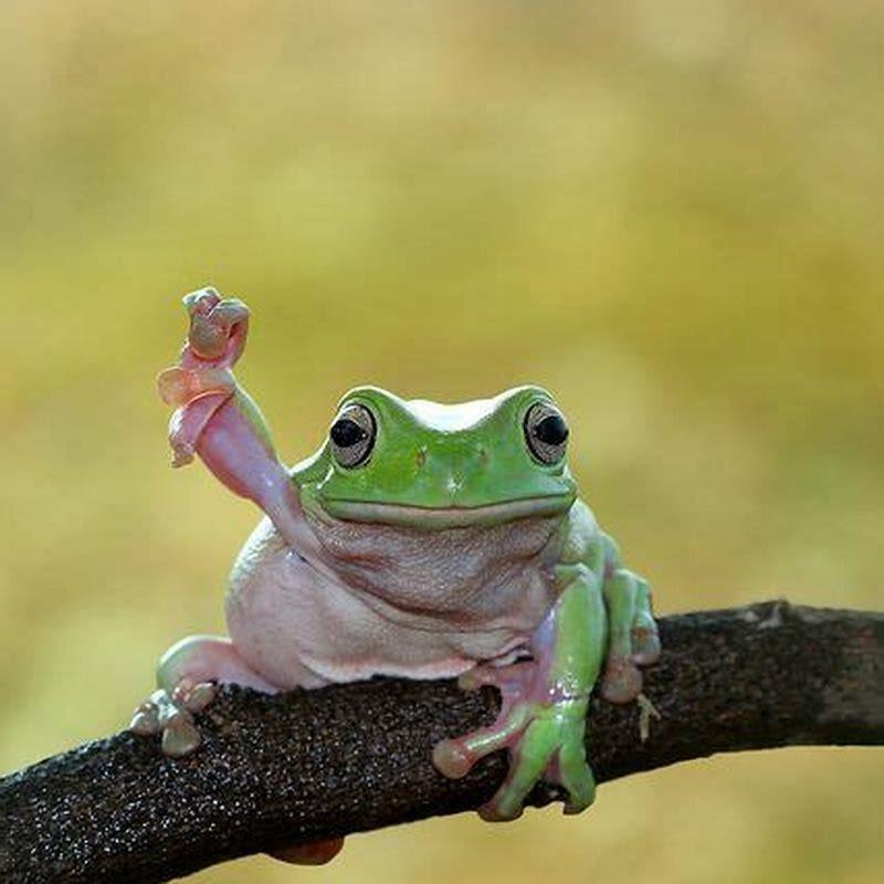 What animal preys on frogs?