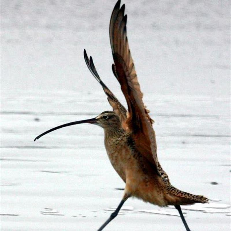 What animals eat curlews?