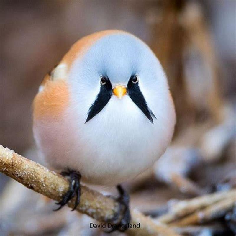 What are birds called?