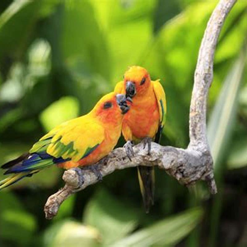 What are blue and red parrots called?