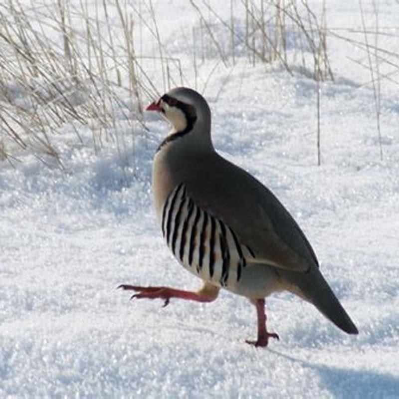 What are Chukars good for?