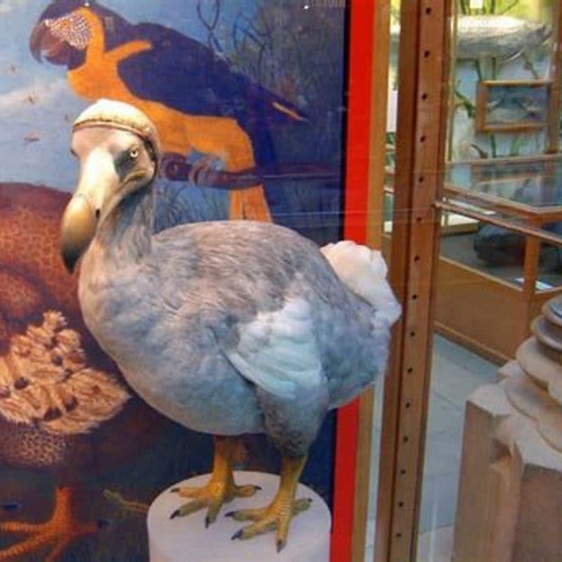 What are dodos Favourite food?