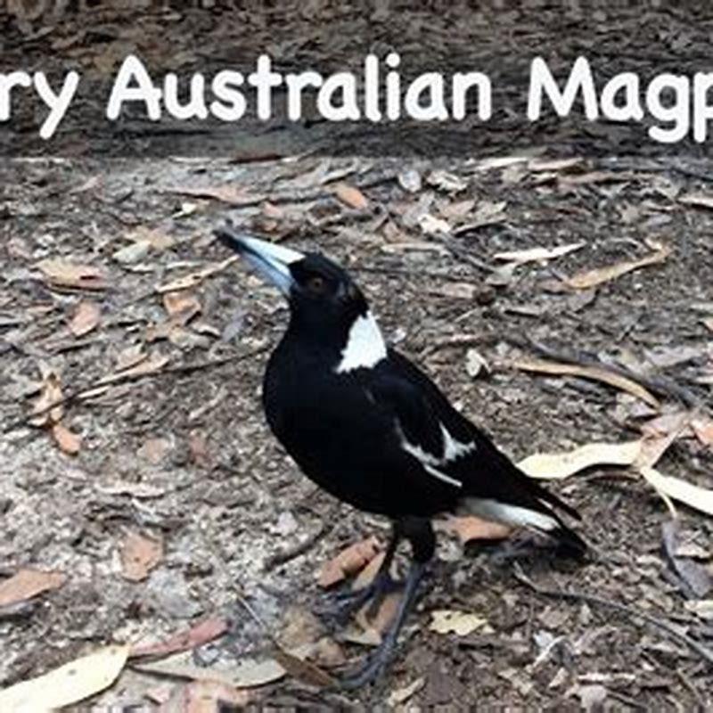 what-are-magpies-eating-in-my-lawn-diy-seattle