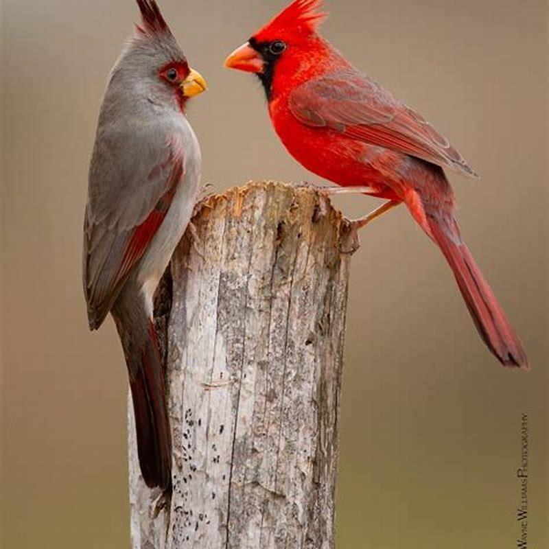 What are northern cardinals known for?