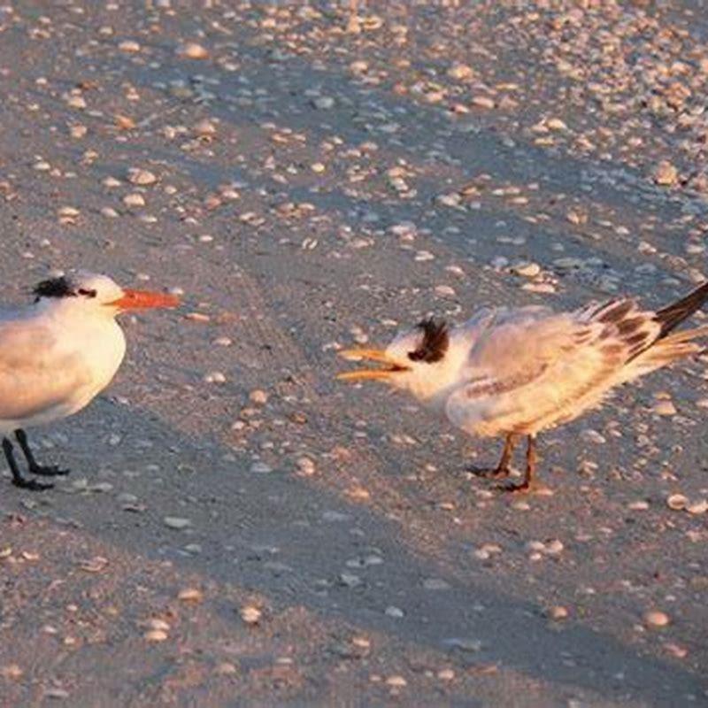 What are royal birds called?