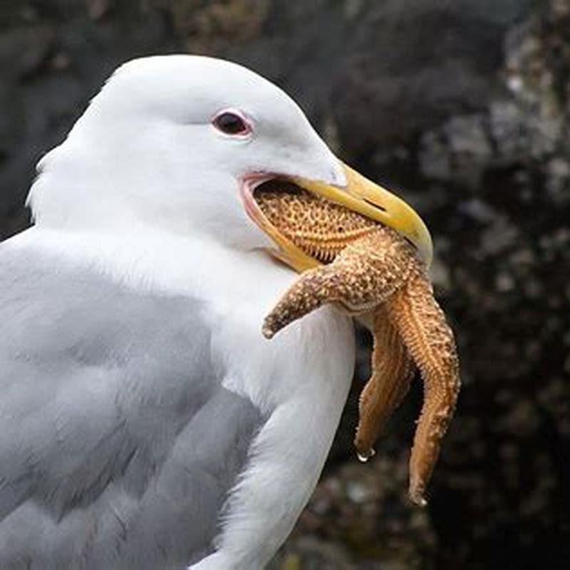 What are seagulls favorite food?