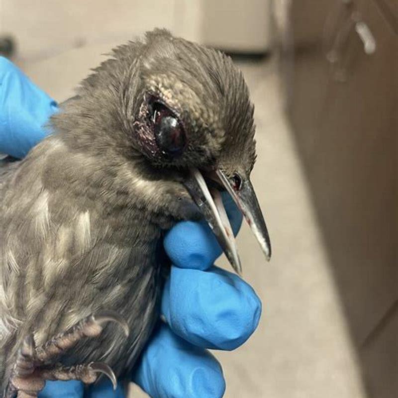 What are symptoms of shock in birds?