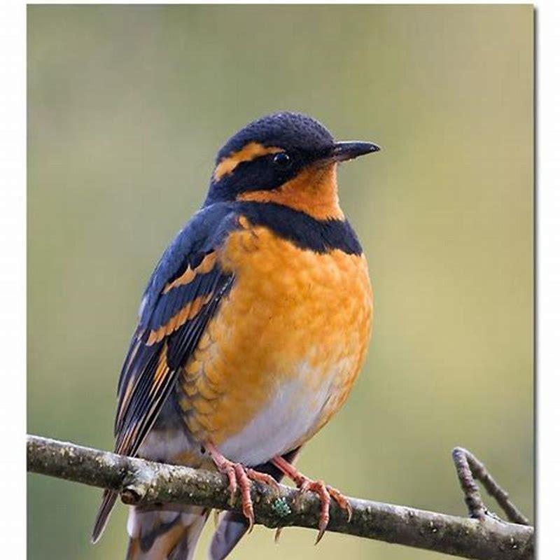 What are thrush birds known for?