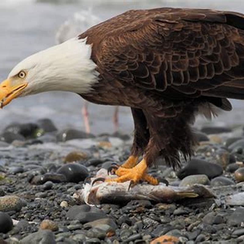 Can A Native American Kill A Bald Eagle