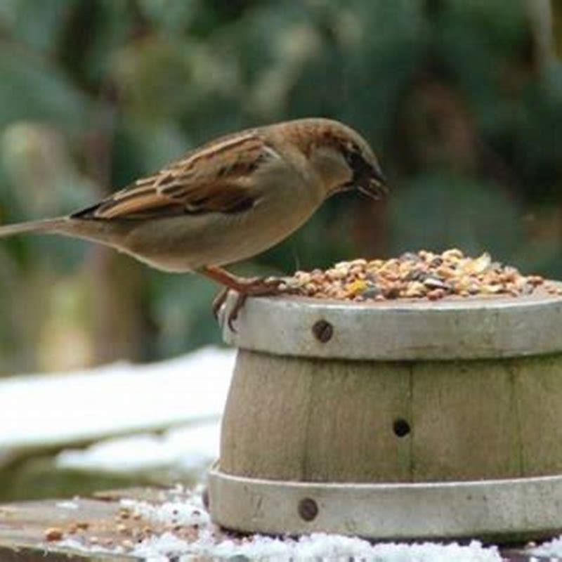 What bird food do flickers like?