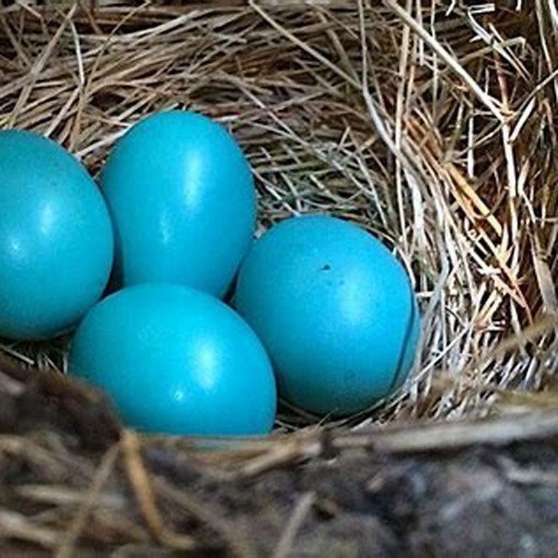 What bird has bright blue eggs? - DIY Seattle