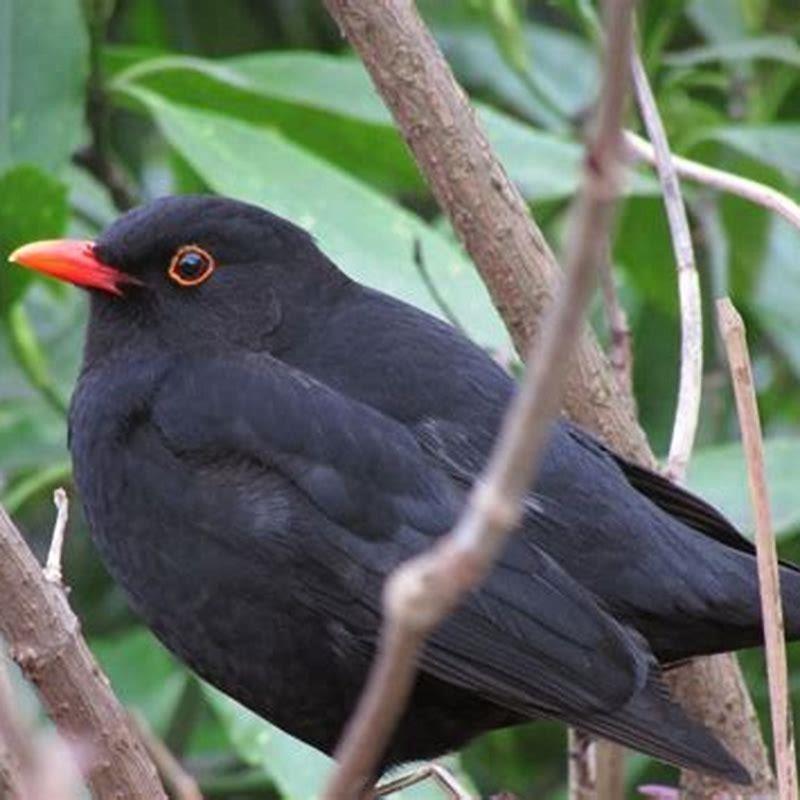 What bird is black with an orange beak?