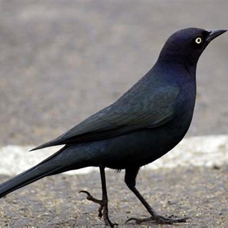What bird is similar to a blackbird?