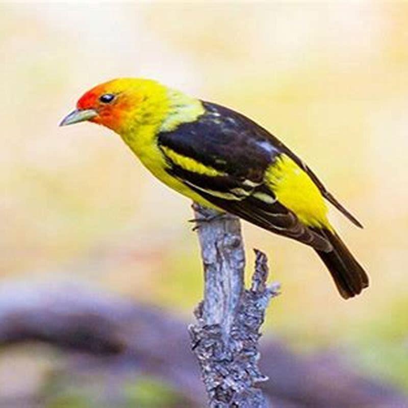 What bird looks like a Western Tanager? - DIY Seattle