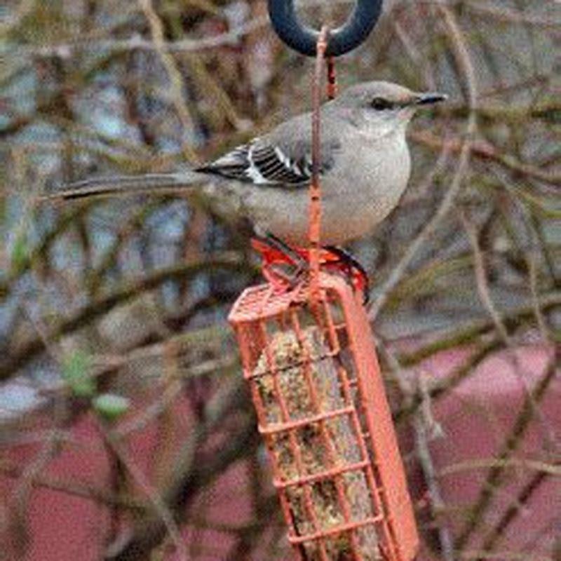 What birds are attracted to peanut butter suet?