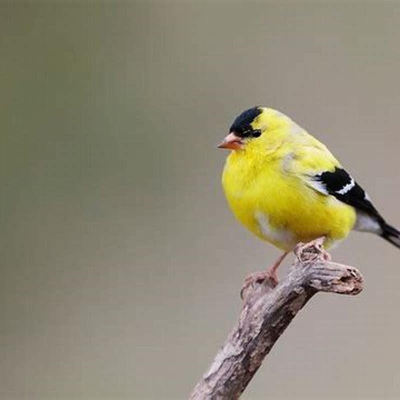 What birds are attracted to thistle feeders?