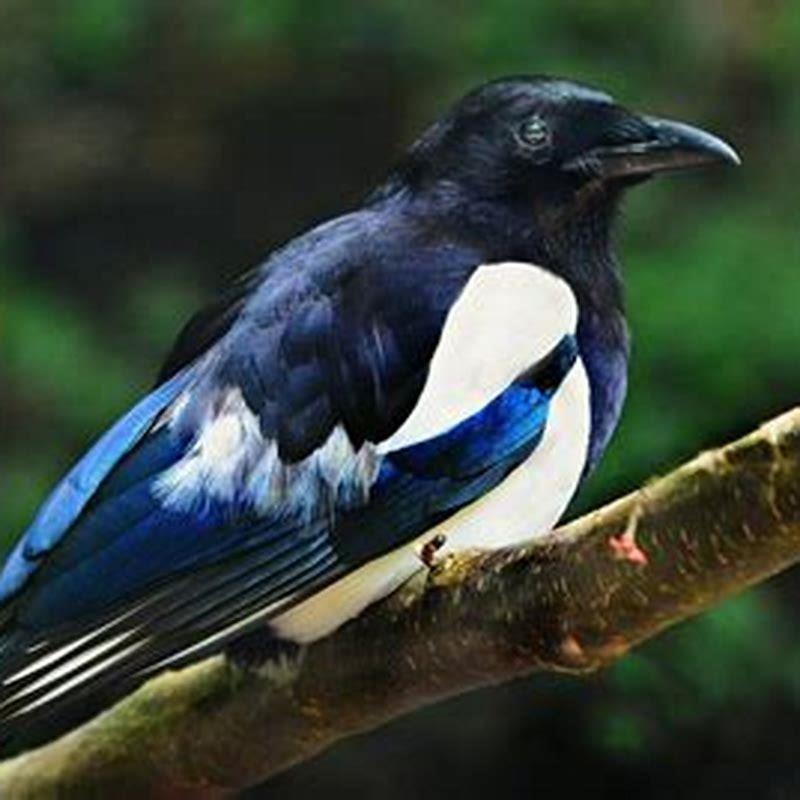 What birds are not protected in the UK?