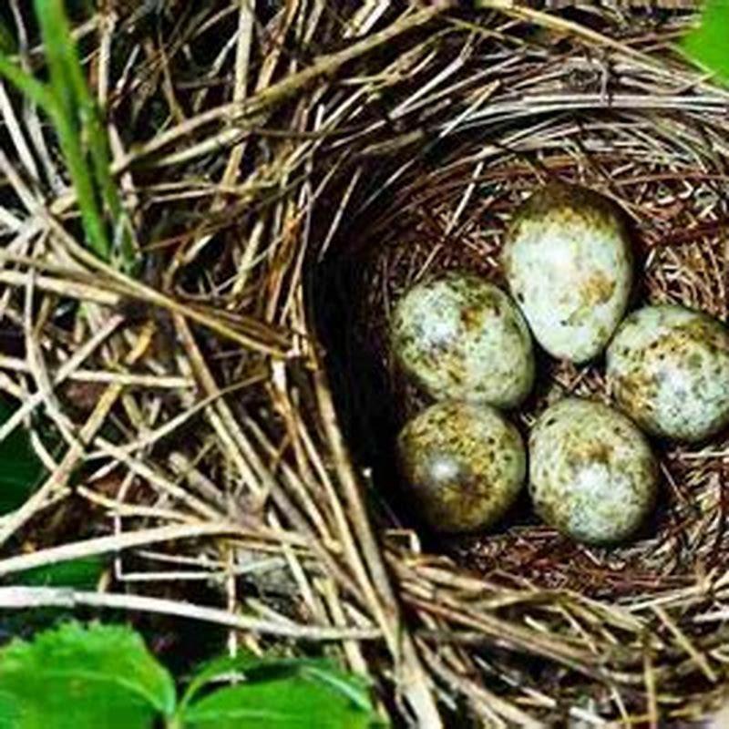 What birds can lay eggs? - DIY Seattle