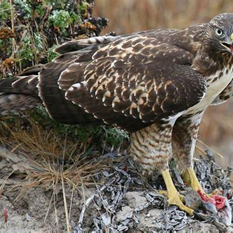 What birds do birds of prey eat?