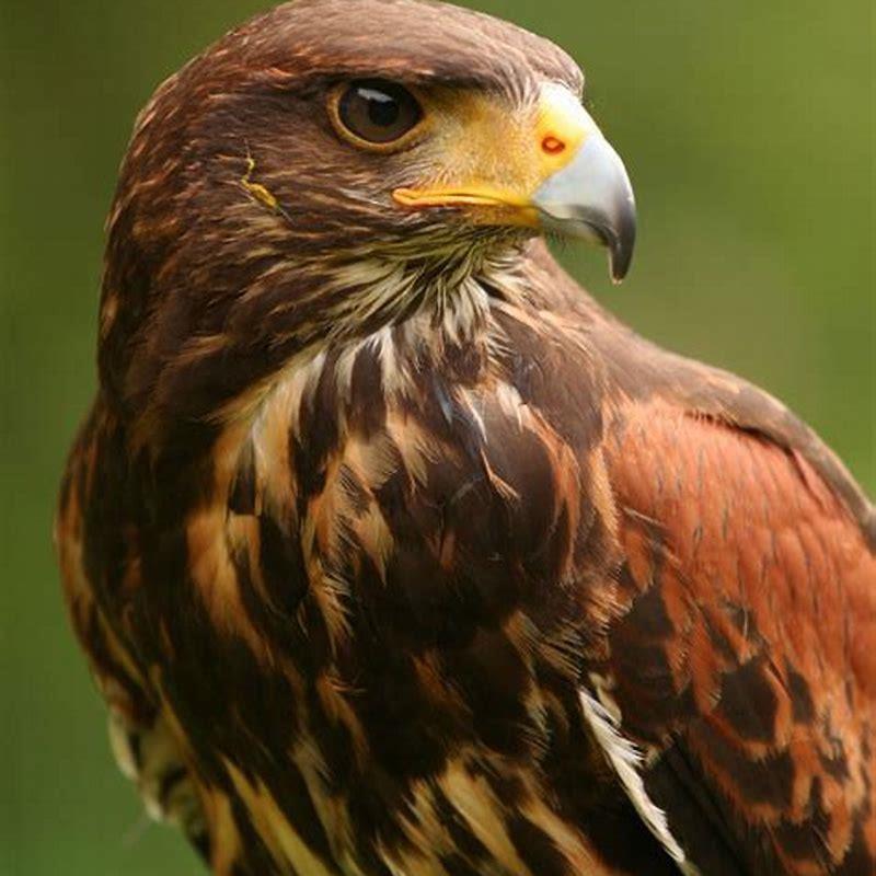 What birds do hawks prey on?