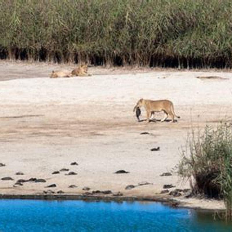 What birds do lions eat? - DIY Seattle