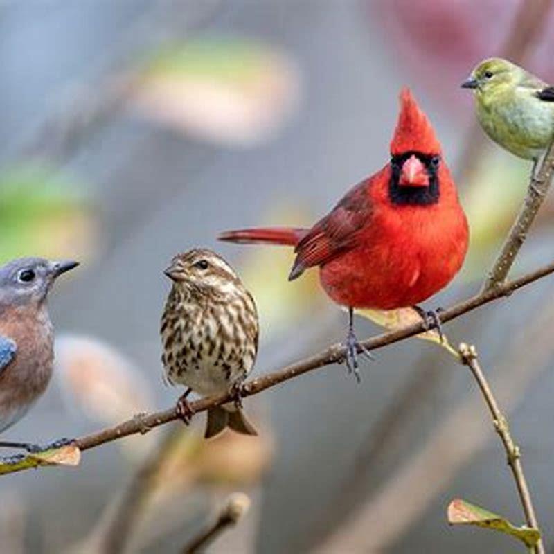 What birds do you see in the fall?
