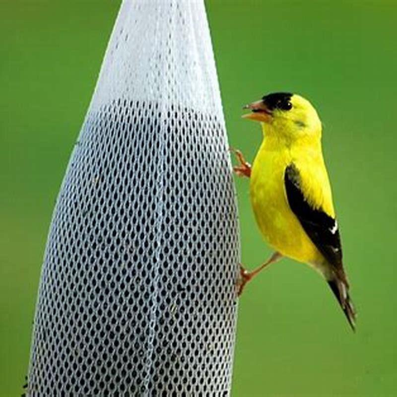 What birds eat from a thistle feeder?