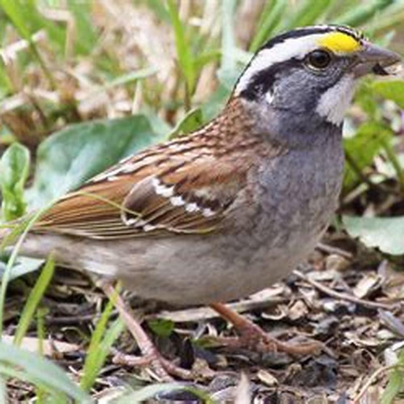 What birds eat millet UK?