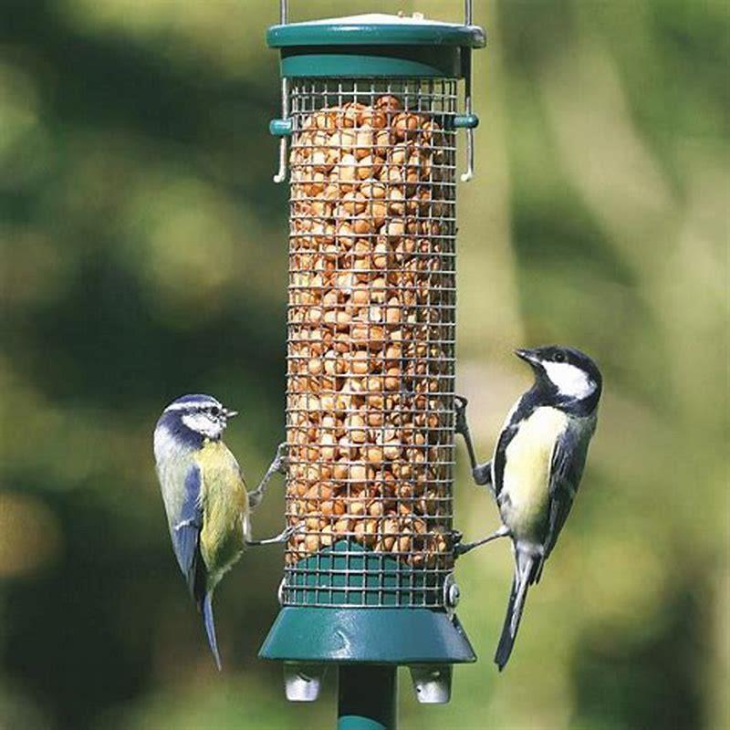 What birds eat peanuts from feeders? - DIY Seattle