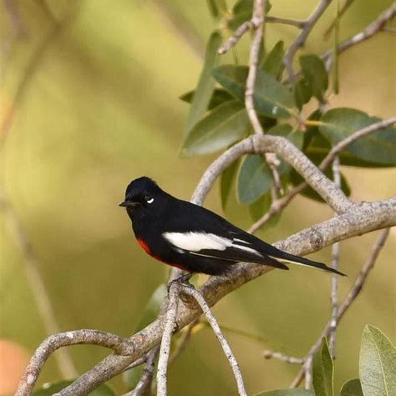 What birds flutter in the dirt?
