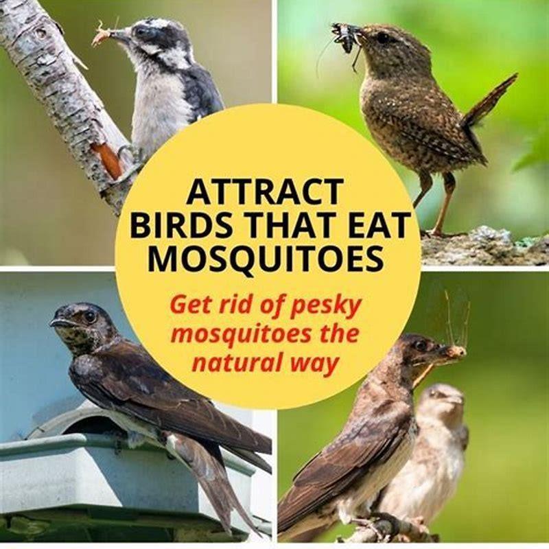 What birds get rid of mosquitoes?