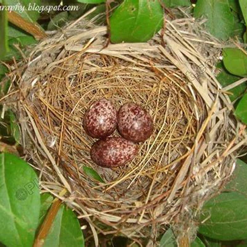 What birds lay red eggs?