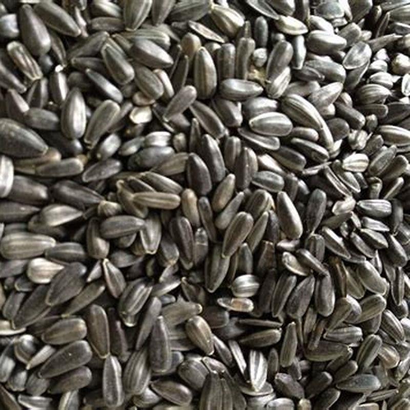 What birds will not eat striped sunflower seeds? - DIY Seattle