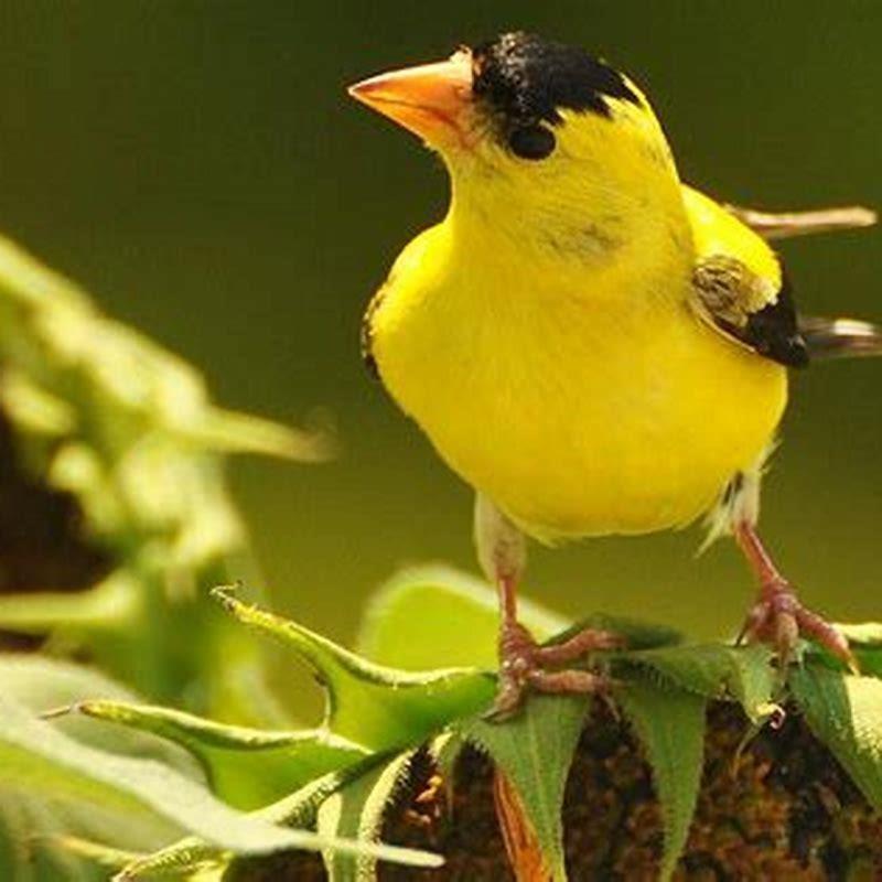 What birds will sunflower seeds attract?