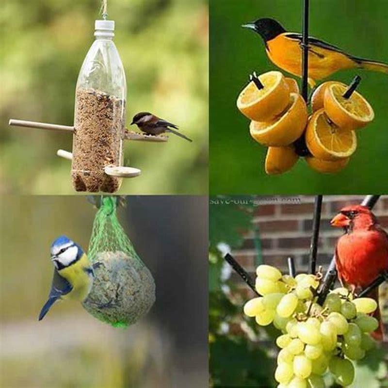 What can I feed the birds if I don’t have bird seed?