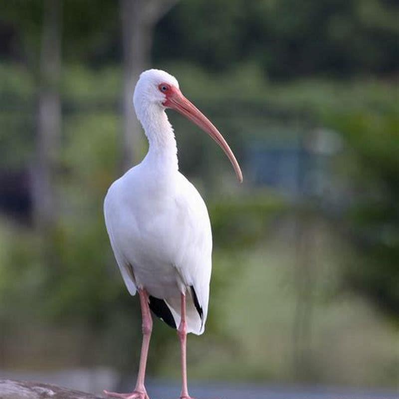 What can I feed white ibis?
