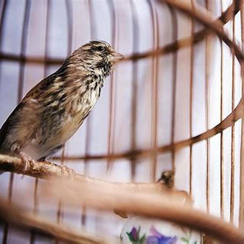 What can I put outside to keep birds warm?