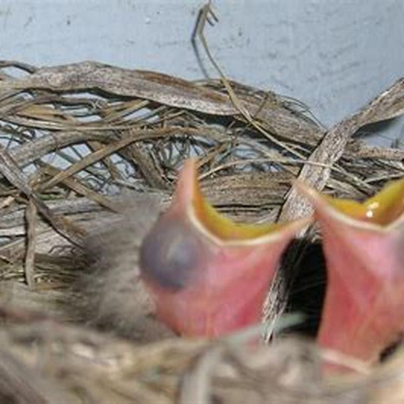 What can newborn baby birds eat?