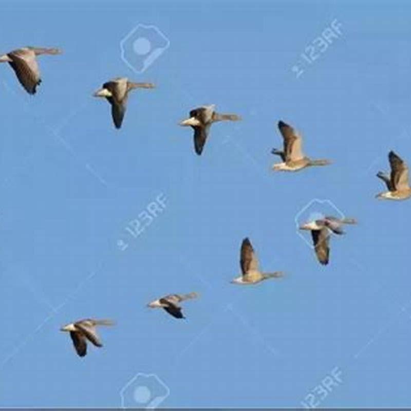 What causes birds to not fly?