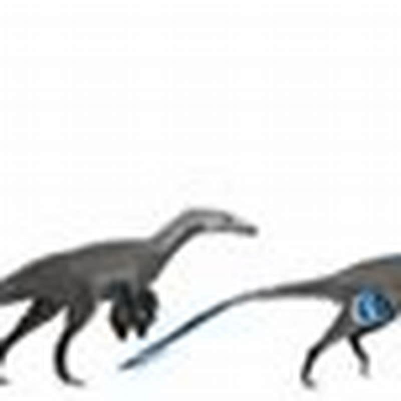 What dinosaurs did birds evolve from?