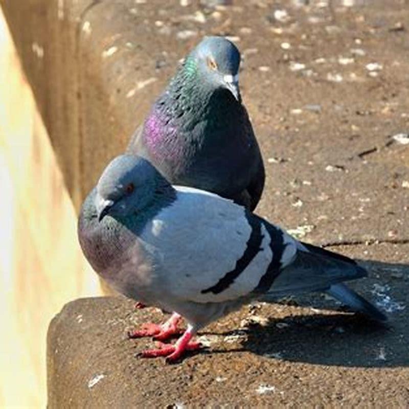 What diseases are carried by birds? - DIY Seattle