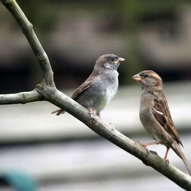 What do American sparrows eat? - DIY Seattle