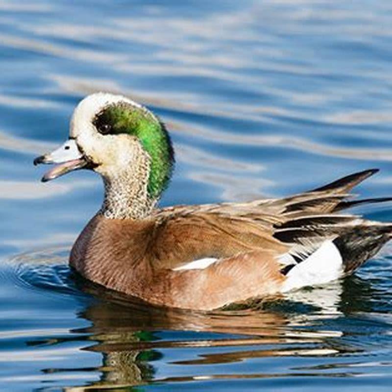 What do American wigeon eat?