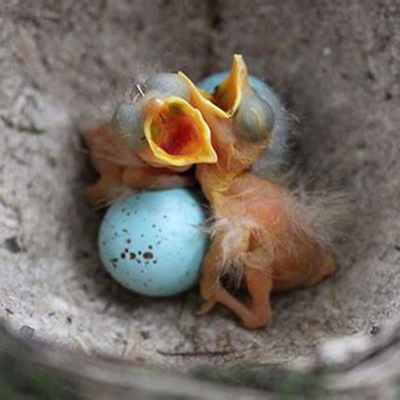 What do baby birds eat after hatching? DIY Seattle